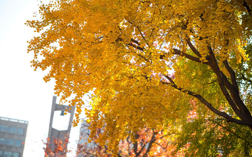 Temple Autumn colored leaves with belltower in background
